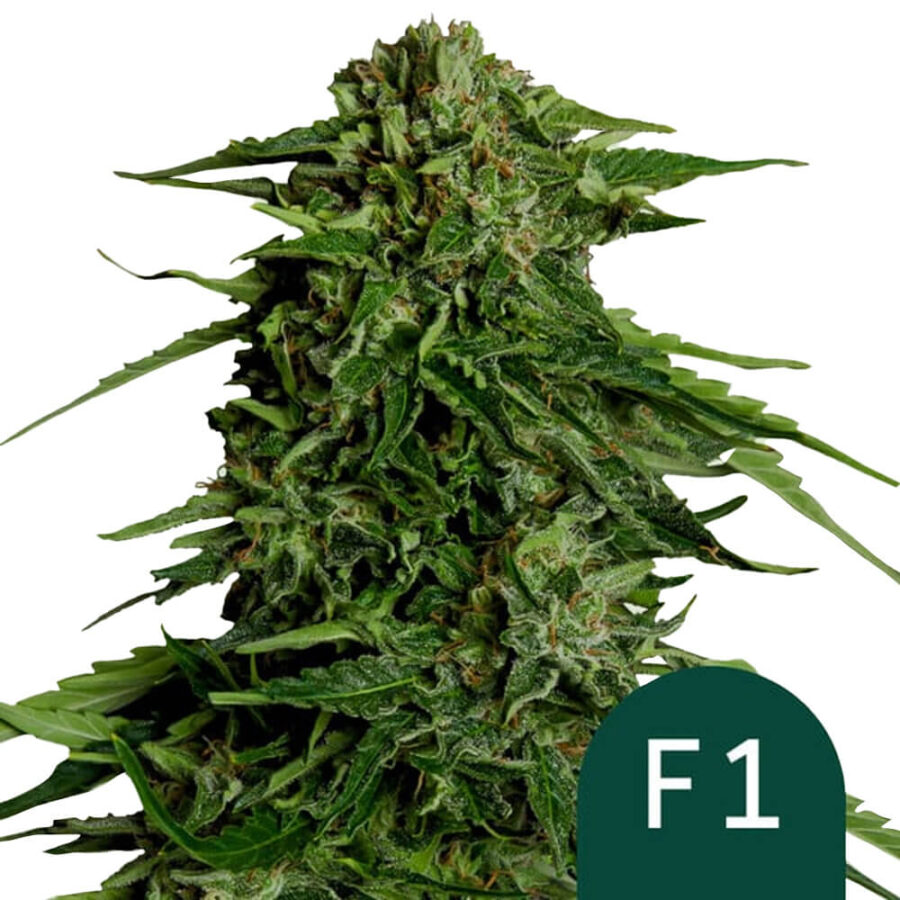 Royal Queen Seeds Epsilon F1 autoflowering cannabis seeds (3 Samen Packung)