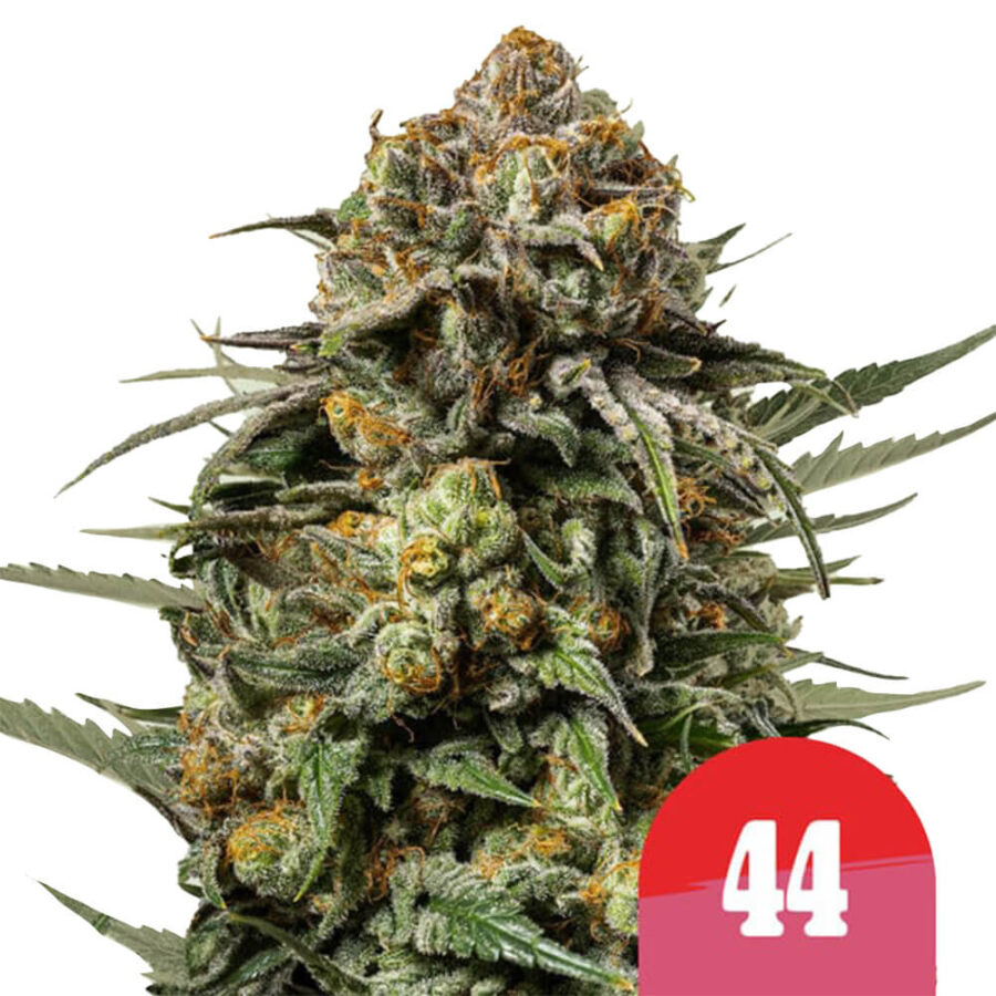 Royal Queen Seeds x Tyson 2.0
Gelato 44 feminized (3 Samen Packung)