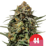 Royal Queen Seeds x Tyson 2.0Gelato 44 feminized (5 Samen Packung)