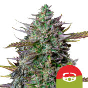 Royal Queen Seeds x Tyson 2.0 GOAT'lato Auto autoflowering (5 Samen Packung)