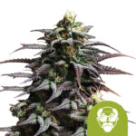 Royal Queen Seeds Granddaddy Purple Auto Autoflowering (5 Samen Packung)