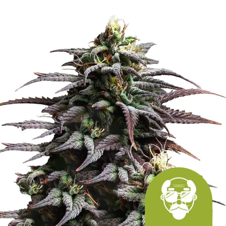 Royal Queen Seeds Granddaddy Purple Auto Autoflowering (3 Samen Packung)