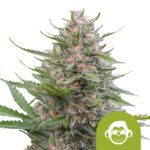 Royal Queen Seeds Grape Ape Auto Autoflowering (3 Samen Packung)