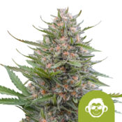 Royal Queen Seeds Grape Ape Auto Autoflowering (3 Samen Packung)