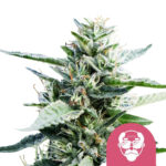 Royal Queen Seeds Granddaddy Purple Feminized (5 Samen Packung)