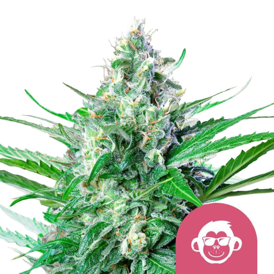 Royal Queen Seeds Grape Ape Feminized (5 Samen Packung)