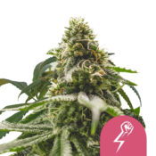 Royal Queen Seeds Green Crack Punch feminized cannabis seeds (3 Samen Packung)