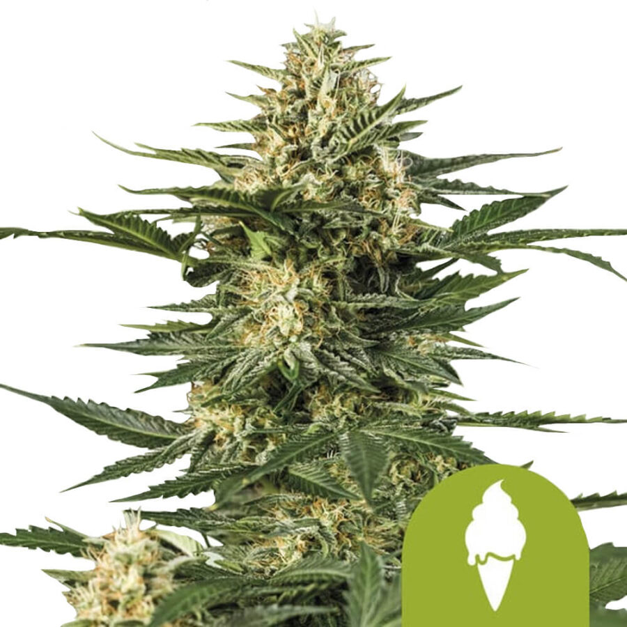 Royal Queen Seeds Green Gelato Auto Autoflowering (3 Samen Packung)