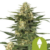 Royal Queen Seeds Green Gelato Auto Autoflowering (5 Samen Packung)