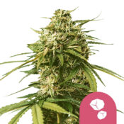 Royal Queen Seeds Gushers Feminized (5 Samen Packung)