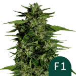 Royal Queen Seeds Hyperion F1 autoflowering cannabis seeds (3 Samen Packung)