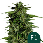 Royal Queen Seeds Hyperion F1 autoflowering cannabis seeds (5 Samen Packung)