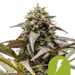 Royal Queen Seeds North Thunderfuck autoflowering cannabis seeds (3 Samen Packung)