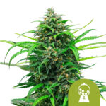 Royal Queen Seeds Pink Runtz Auto Autoflowering (3 Samen Packung)