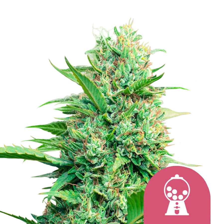 Royal Queen Seeds Pink Runtz Feminized (3 Samen Packung)