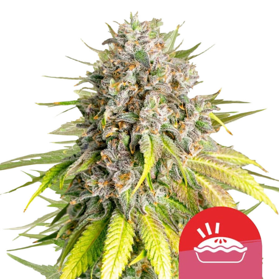 Royal Queen Seeds x Tyson 2.0 Punch Pie feminized (5 Samen Packung)