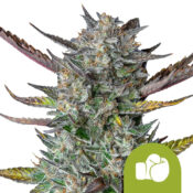 Royal Queen Seeds Purple Punch Auto Autoflowering (5 Samen Packung)