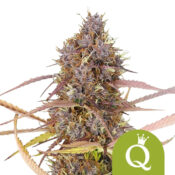 Royal Queen Seeds Purple Queen Auto Autoflowering (3 Samen Packung)