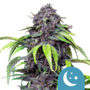 Royal Queen Seeds Purplematic CBD cannabis seeds (3 Samen Packung)