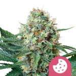 Royal Queen Seeds Royal Cookies Feminized (3 Samen Packung)