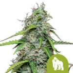 Royal Queen Seeds Royal Gorilla Automatic Autoflowering (3 Samen Packung)