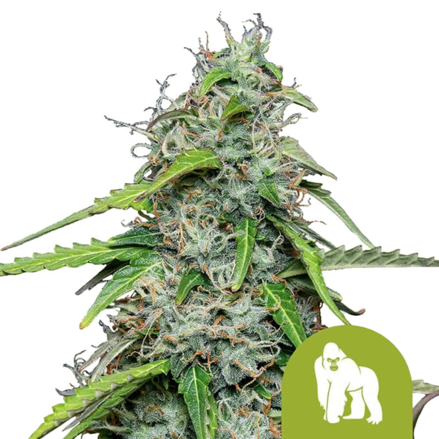 Royal Queen Seeds Royal Gorilla Automatic Autoflowering (3 Samen Packung)