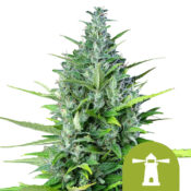 Royal Queen Seeds Royal Haze autoflowering cannabis seeds (3 Samen Packung)