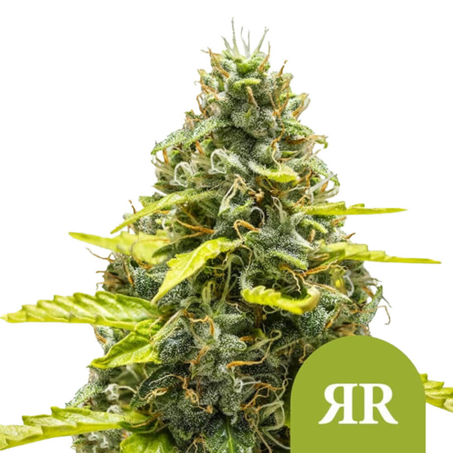 Royal Queen Seeds Royal Runtz Auto Autoflowering (3 Samen Packung)