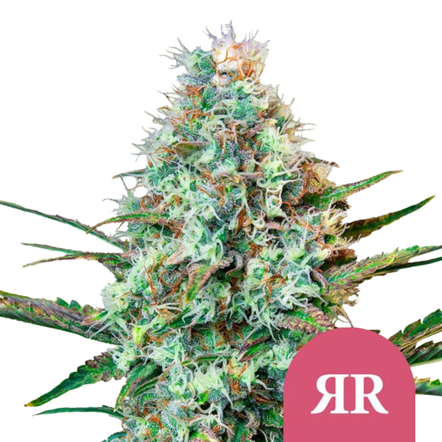 Royal Queen Seeds Royal Runtz Feminized (5 Samen Packung)