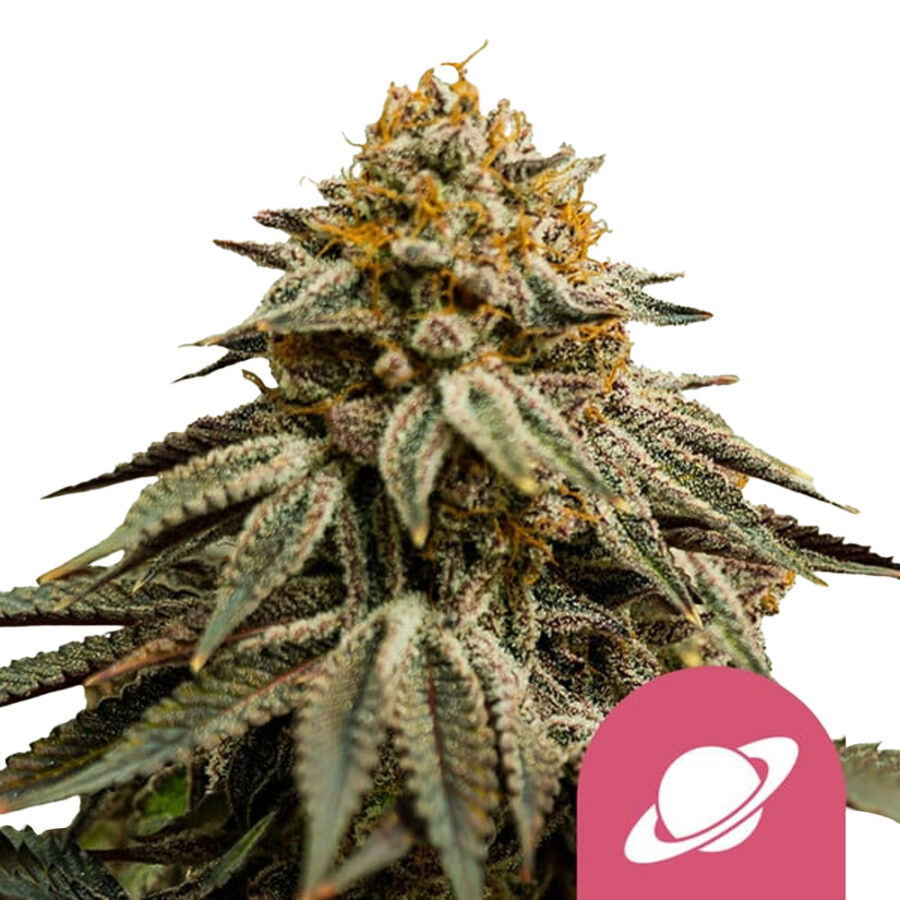 Royal Queen Seeds Royal Skywalker Feminized (3 Samen Packung)