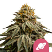 Royal Queen Seeds Royal Skywalker Feminized (5 Samen Packung)