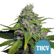 Royal Queen Seeds Royal THCV autoflowering cannabis seeds (3 Samen Packung)