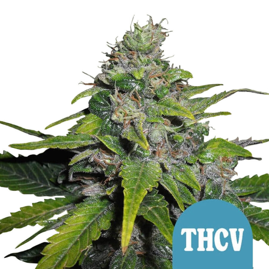 Royal Queen Seeds Royal THCV autoflowering cannabis seeds (3 Samen Packung)