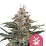 Royal Queen Seeds Shogun feminized cannabis seeds (3 Samen Packung)