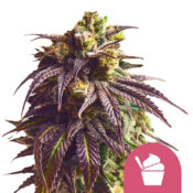 Royal Queen Seeds Sundae Driver feminized cannabis seeds (3 Samen Packung)