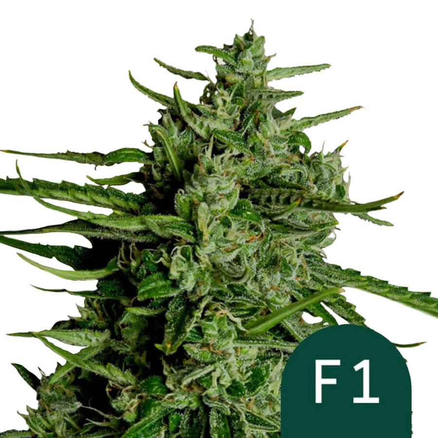 Royal Queen Seeds Titan F1 autoflowering cannabis seeds (5 Samen Packung)