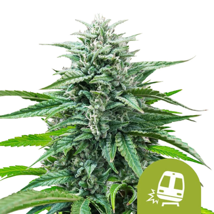 Royal Queen Seeds Trainwreck Auto Autoflowering (3 Samen Packung)