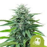 Royal Queen Seeds Trainwreck Auto Autoflowering (5 Samen Packung)