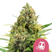 Royal Queen Seeds Trainwreck Feminized (3 Samen Packung)