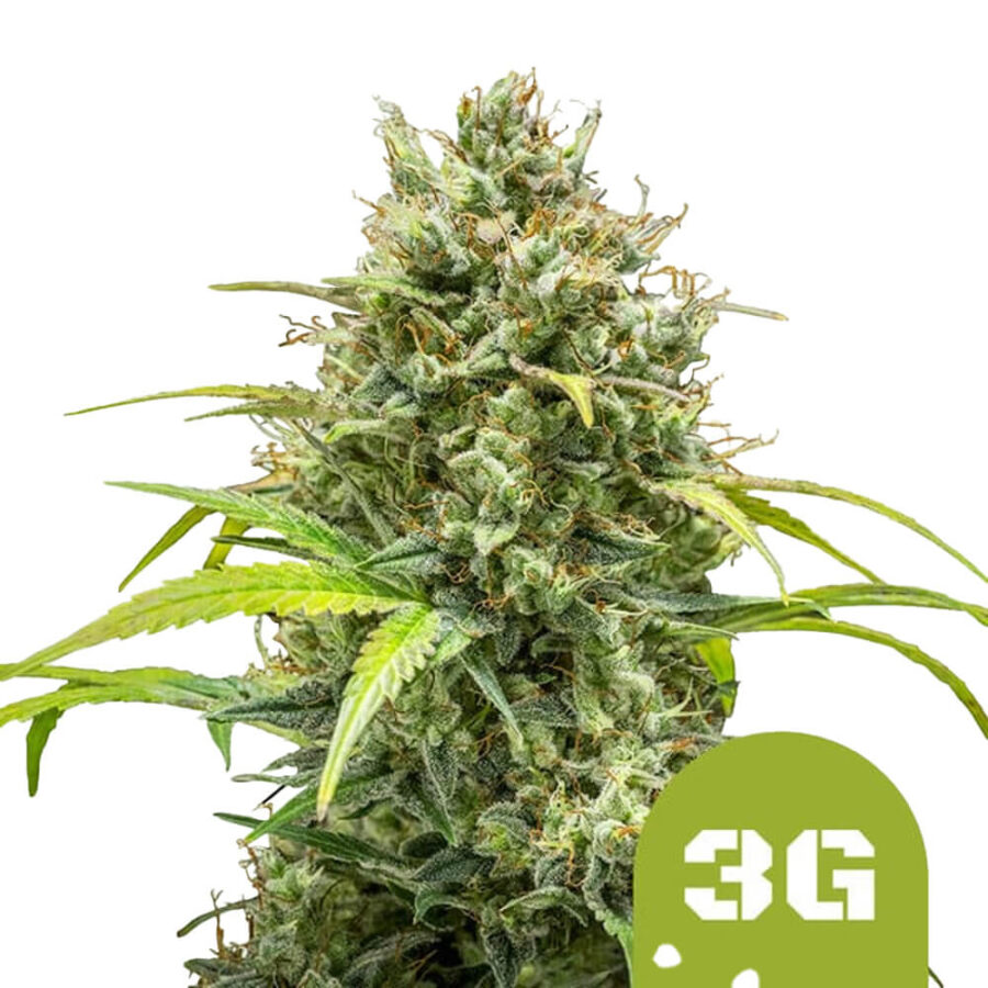 Royal Queen Seeds Triple G Auto Autoflowering (5 Samen Packung)