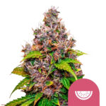 Royal Queen Seeds Watermelon Feminized (5 Samen Packung)