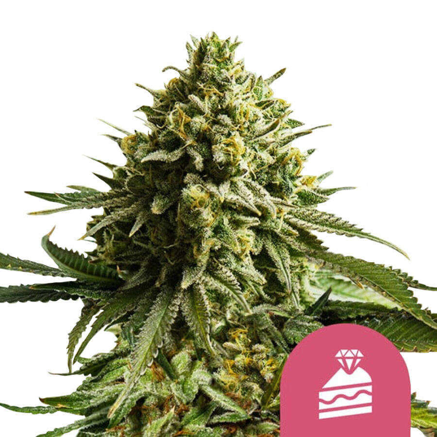 Royal Queen Seeds Wedding Cake Feminized (3 Samen Packung)