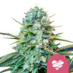 Royal Queen Seeds Wedding Crasher Feminized (3 Samen Packung)