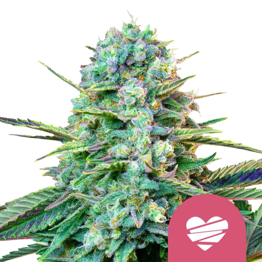 Royal Queen Seeds Wedding Crasher Feminized (5 Samen Packung)