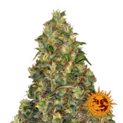 Barney's Farm Amnesia Haze Auto autoflowering cannabis seeds (3 Samen Packung)