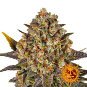 Barney's Farm Banana Punch feminized cannabis seeds (3 Samen Packung)