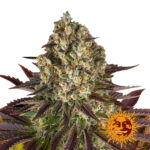 Barney's Farm Biscotti feminized cannabis seeds (3 Samen Packung)