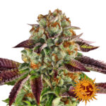 Barney's Farm Biscotti Mintz feminized cannabis seeds (3 Samen Packung)