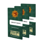 Barney's Farm Biscotti Mintz feminized cannabis seeds (5 Samen Packung)