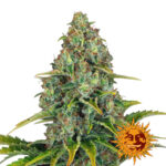 Barney's Farm Blue Cheese Auto autoflowering cannabis seeds (3 Samen Packung)